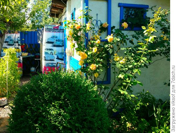 Получился симпатичный уголок возле сарая и роза моя золотая красавица украшает мой посудо-моечный комплекс.