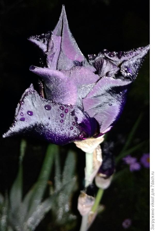 Поздним вечером он ещё прекраснее