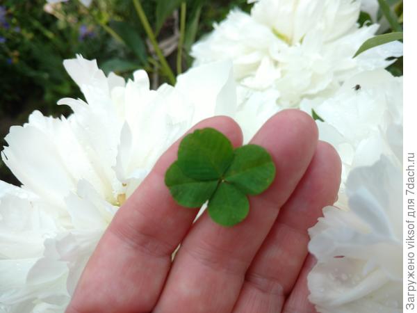 И мой четырёхлистник на удачу! Надо собираться на дачу! ВСЕМ крепкого здоровья и берегите себя и близких!
