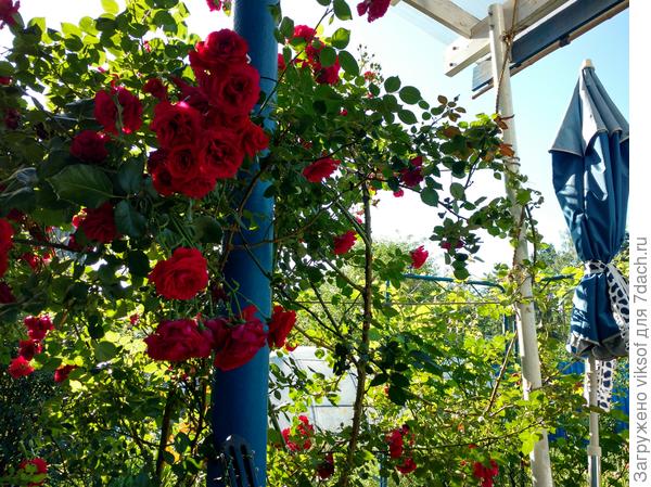 Обожаю плетистые розы,