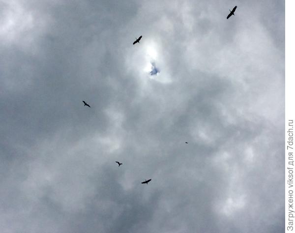 Наши прекрасные аисты, фотография не очень - аисты очень высоко кружили