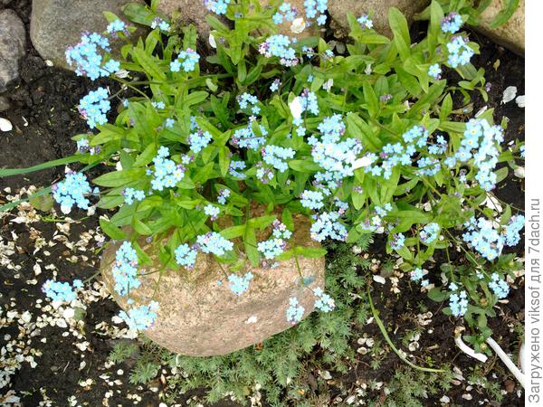 А когда ты подсмотрела, что незабудки мои самые любимые цветы - особое спасибо!