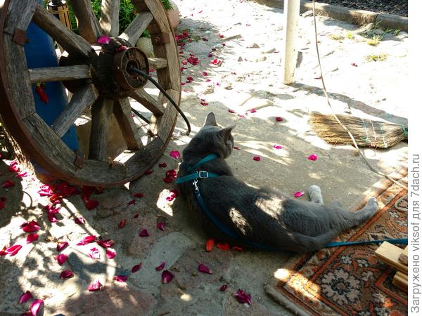 Витас обдумывает репертуар, а как же ж: у хозяйки юбилей, а ещё у милых, прекрасных, красивых девушек - надА быть на уровне!