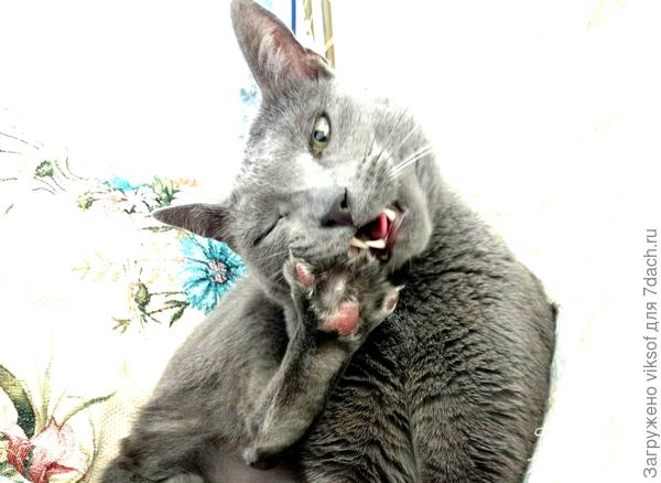 Витас готовится к встрече с гостями: у кота должно быть ФСЁ прекрасно и голос, и шёрстка, и коготочки...