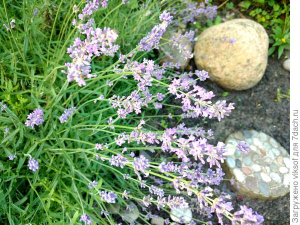 Когда-то просто мечтала о лаванде, а нынче она у меня во всей своей уникальной красоте...