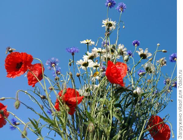 Мои любимые