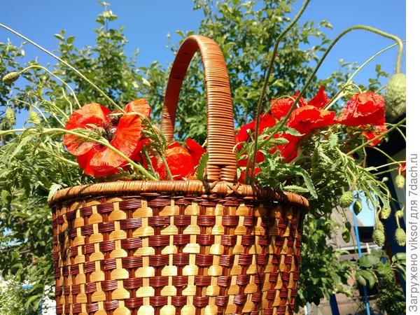 Я же ж теперь только так обрезаю цветы и всем хвастаюсь, у тебя подсмотрела - нравится и маки каждое утро срезаю, милиция может шибко наказать, такая утром налюбуюсь и срезаю...