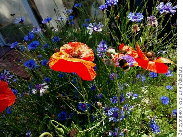 маков и васильков...