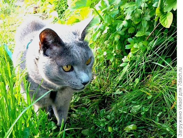 А как же ж без Витаса, он тоже спешит поздравить победителей!!!