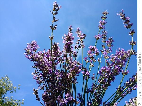 Моя лаванда цветёт и для вас!