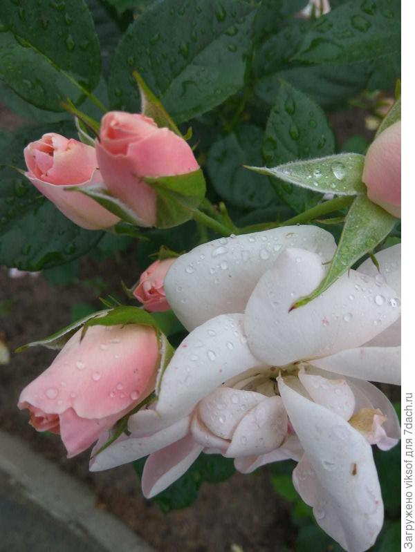 Нежные розы для тебя!