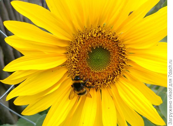 Солнечного вам настроения!