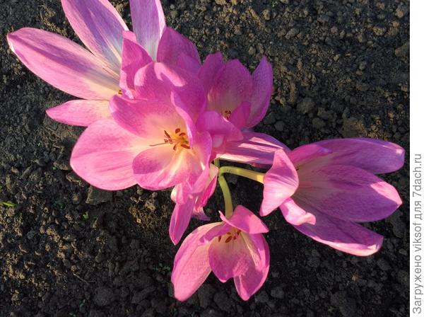 А у меня осенние крокусы зацвели