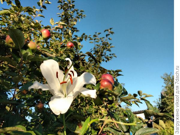 Мариночке с любовью от полковника и меня и моего мужа! Всем очень нравится! Так что готовьте, будете довольны!