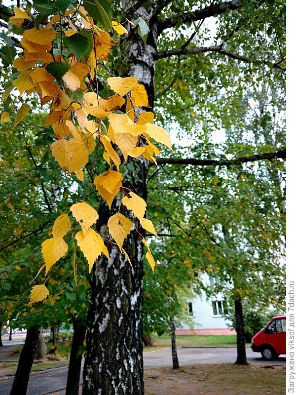 Есть в Осени первоначальной короткая, но ДИВНАЯ пора...У меня седая прядь, у берёзки золотая...У нас прекрасная погода, идём в парк...