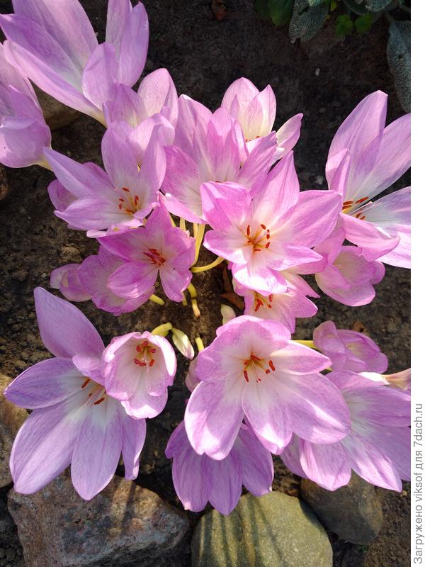 Нового доброго утра тебе, Танечка и всем Семидачникам!! Здоровья и удачи!