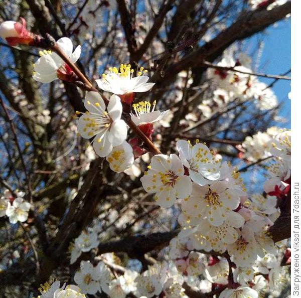 А в душе пусть будет Весна!