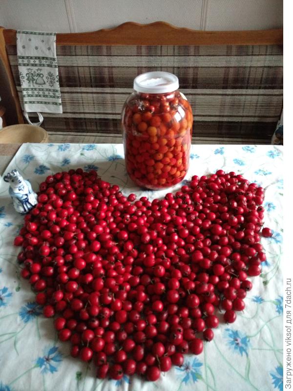 В баночке настой целебный через 39 дней, а остальное в сушилку