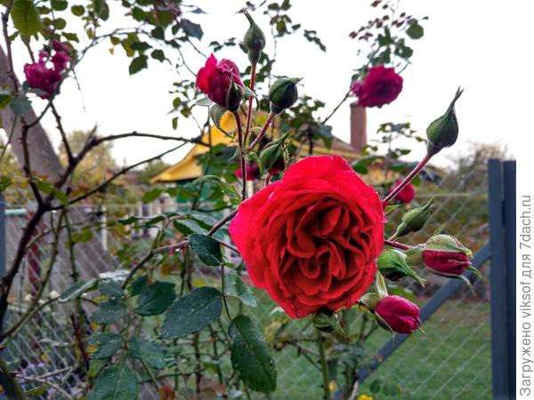 Всегда с грустью смотрю на бутоны, в прошлом году срезала такую ветку, поставила в доме, но они в е завяли...