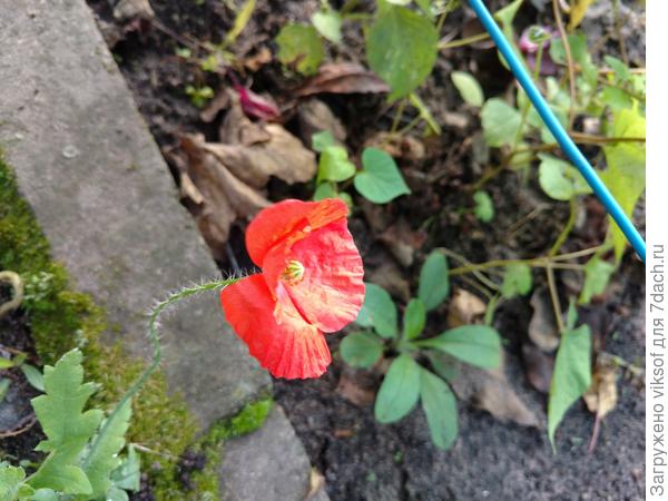 но мак! Крошечный, но цветёт!