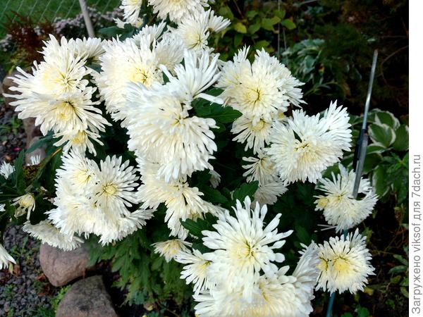 Хризантемы, понятно - это осенние цветы,