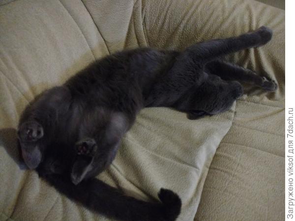 Фигурное лежание кота Витаса