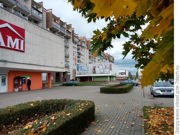 Любимый клён возле нашего дома