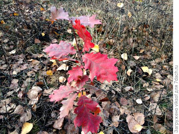 Вот один из них, - это такая радость: мой - краснолистный дубочек! Пусть растёт на радость людям!