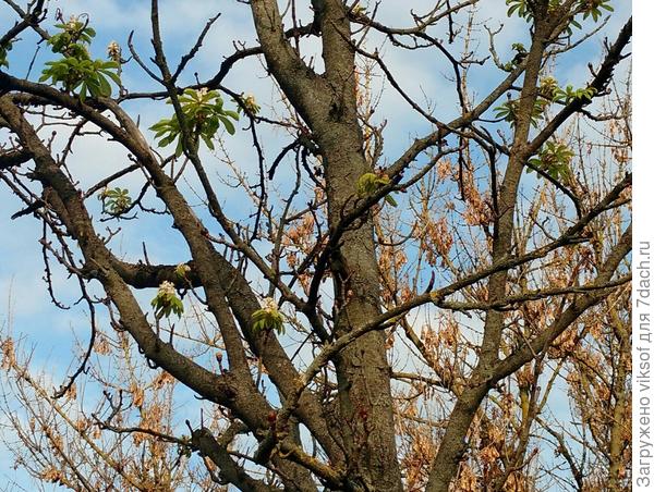 В городе Странная Осень: снова цветут каштаны...