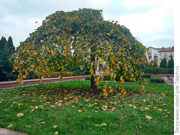 В городе тихая Осень
