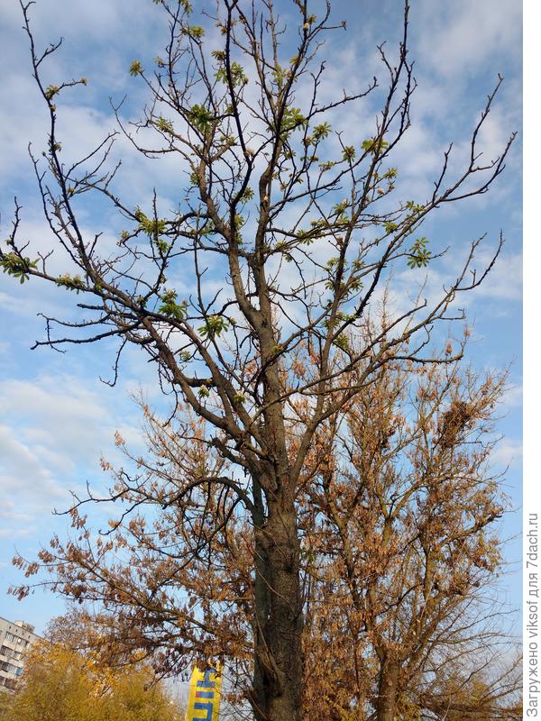 Каштановые свечки... Не сразу и увидишь...