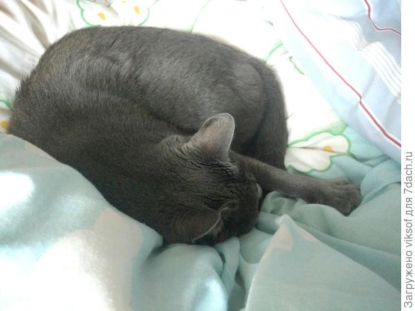 Витас доволен: ни мышей, ни собак - лепота,