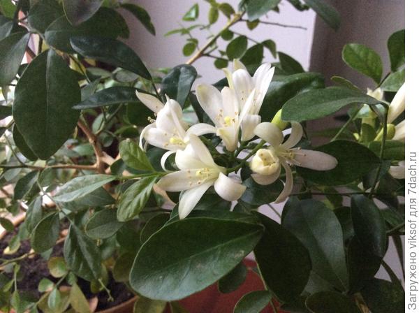 Прекрасная! Целебная муррайя для тебя!