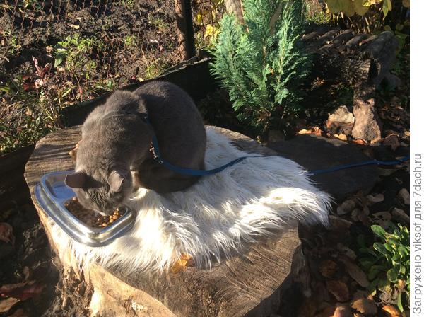 Вот щам подкрепится...