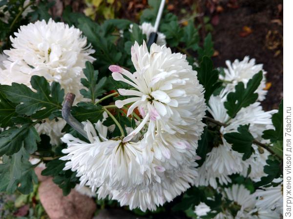 А хризантемы становятся всё краше!