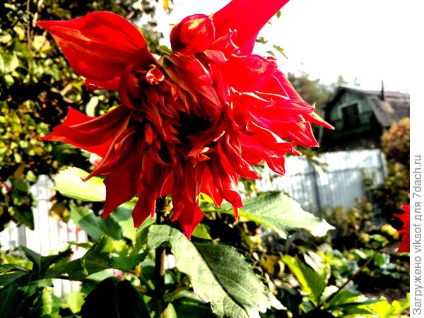 Соседка ещё и георгины не выкопала - лепота, когда ещё и солнышко выглянет...