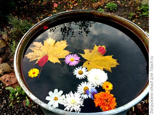 Хмурое небо красим цветами в ноябре високосного года!