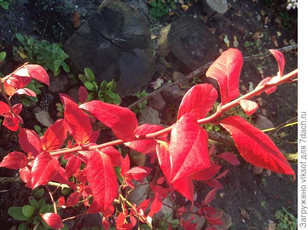 ... ещё не облетели листочки с голубики...