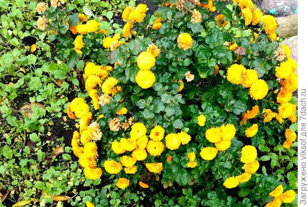 Подставляйте ладони...