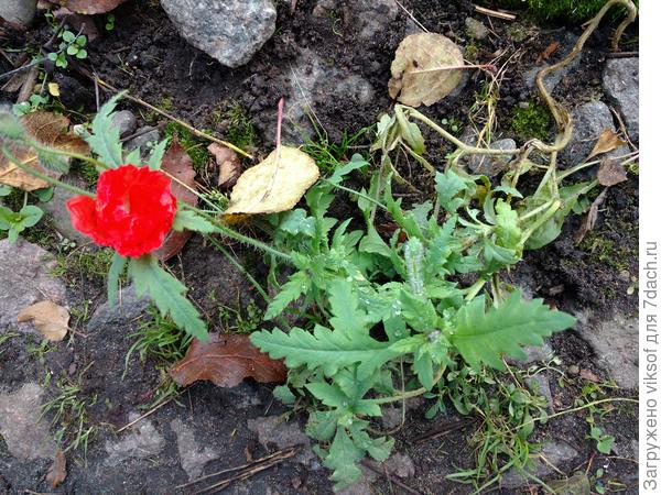 А совсем крошечный алый мак так старается понравиться нашей Ниночке и у него это получается