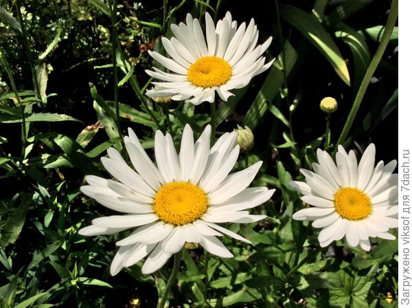 Ия к Вам с ромашками