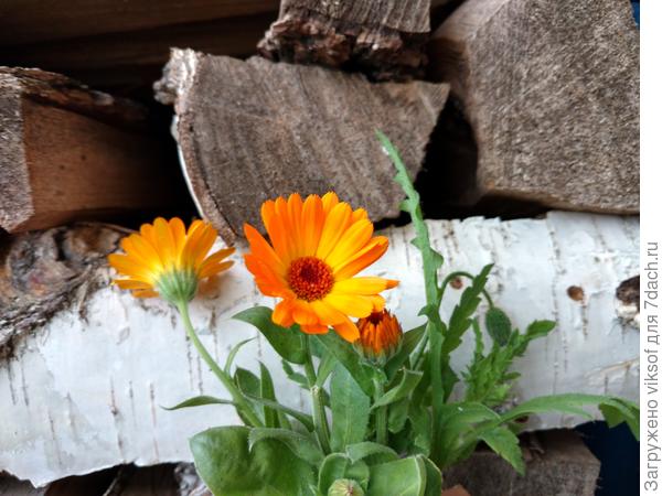 Сегодня любовалась любимыми ноготками