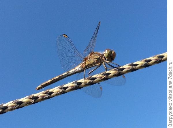 И я , как летняя стрекоза порхала по своему прекрасному ноябрьскому саду
