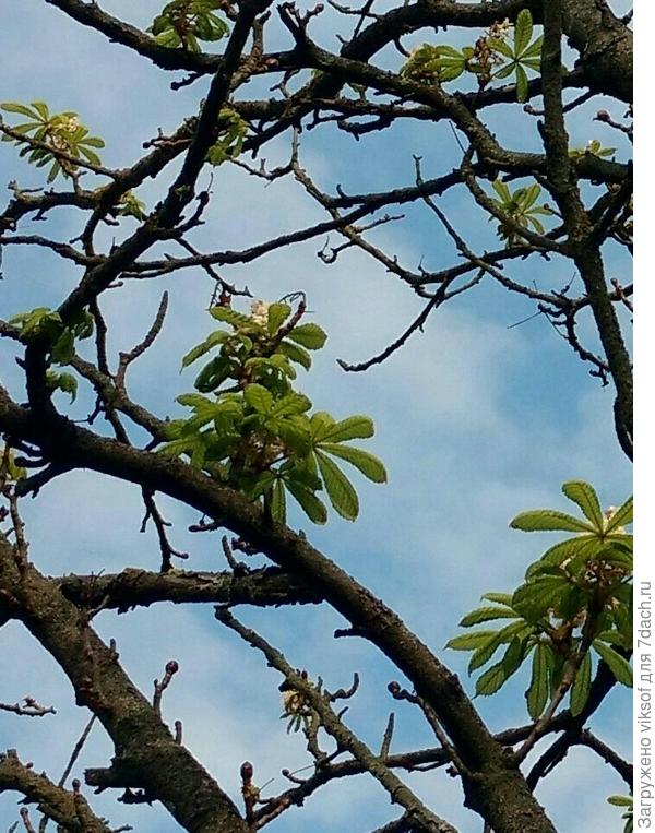 Каштаны в Беларуси и осенью расцветают!