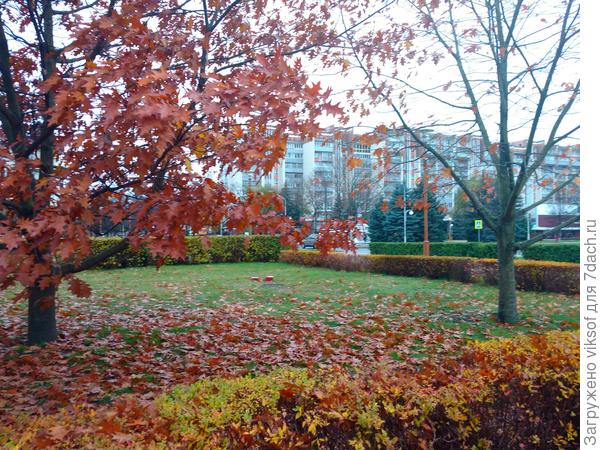 А под ним только листья, желудей нет, к сожалению