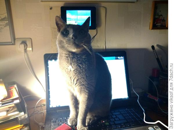 ... а что тебе не нравится, хозяйка? Ты идти и пялься в свой телефон, а я здесь покрасуюсь, мне вот привет надо передать нашей Леночке!