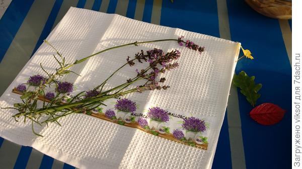 В этом году лаванда зацвела и третий раз!