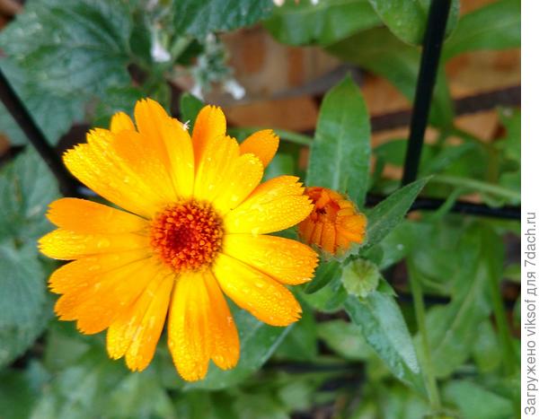 Стойкие! Цветут не взирая ни на что!