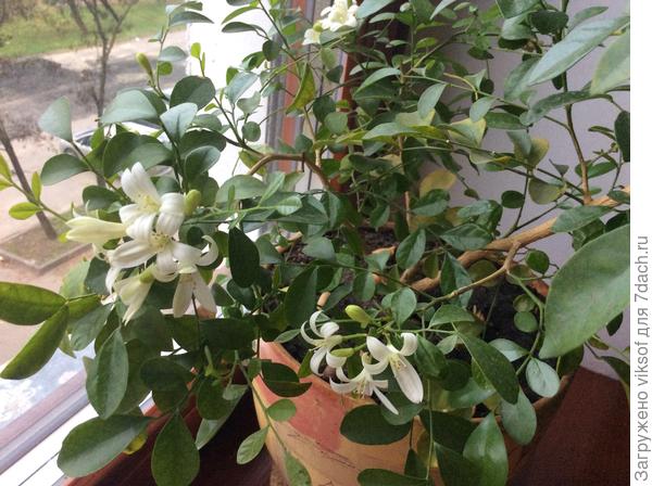 Зацвела же у меня муррайя! Зацветёт и эустома!