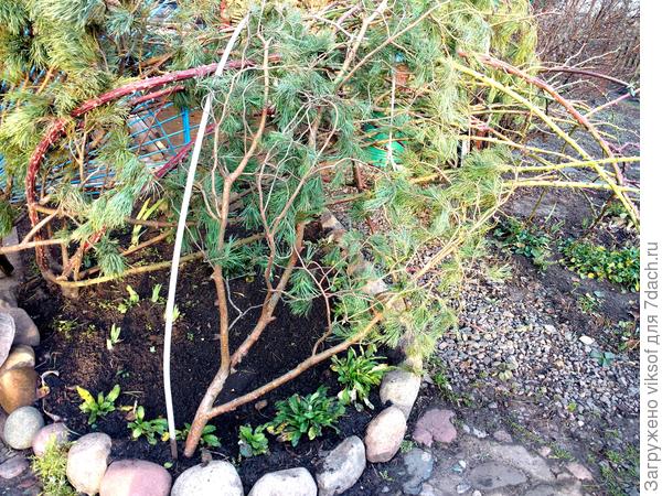 Вот, смотри, Рушаночка, вокруг плетистой розы, мои осенние посадки незабудок